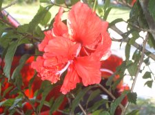 Hibiscus.JPG