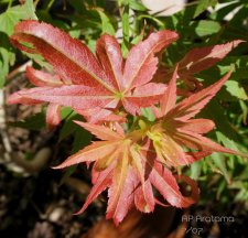 acer aratama.jpg