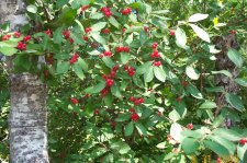 possible NH invasive.JPG