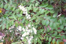 is it NH invasive.JPG