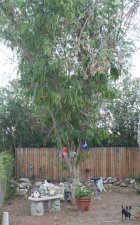 tree2.jpg