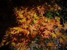 IMG_20220424_122534.jpg