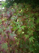 IMG_20220424_122700.jpg