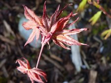 Olson's frosted strawberry April 25th 2022.JPG