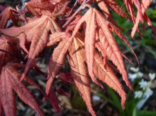 Reticulatum purple April 25th 2022.JPG