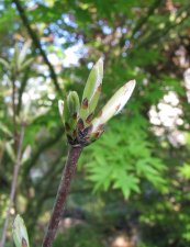acer-gris01_220425a.jpg