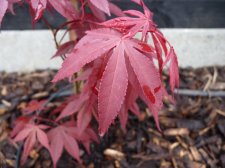Atropurpureum April 28th 2022.JPG