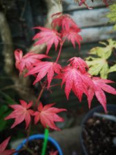 IMG_20220428_102749.jpg