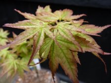 Reticulatum Como April 29th 2022.JPG