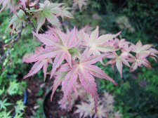acerph02m01_220429a.jpg