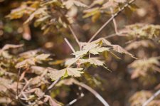 res_DSC4984.JPG