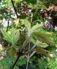acer-gris01_220429a.jpg