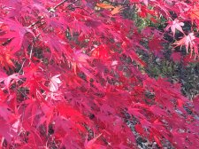 IMG_9854.JPG