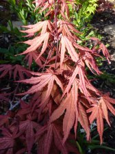 Reticulatum purple April 30th 2022.JPG