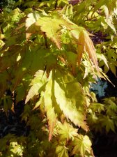 Summer Gold April 30th 2022.JPG