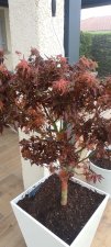IMG_20220430_085657.jpg