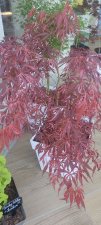 IMG_20220501_095546.jpg