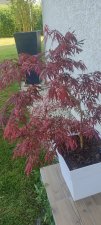 IMG_20220501_095815.jpg