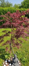IMG_20220430_111016.jpg