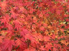 IMG_0023.JPG