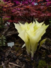 Hosta White feather May 2nd 2022.JPG