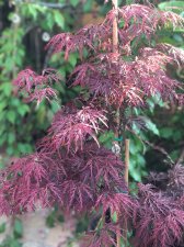 20220502 Crimson Qureen.jpg