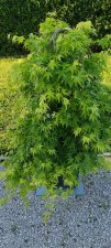 IMG_20220428_191235.jpg