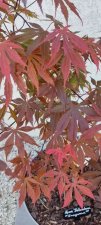 IMG_20220426_192539.jpg