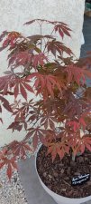 IMG_20220428_191751.jpg