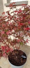 IMG_20220503_090628.jpg