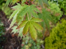 Acer palmatum May 6th 2022.JPG