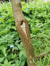 IMG_20220506_174328.jpg