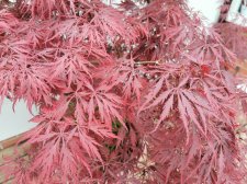 IMG_20220506_182412.jpg