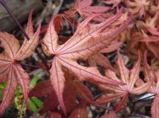 Reticulatum purple May 6th 2022.JPG