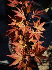 IMG_20220507_150557.jpg