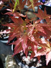 IMG_20220507_150621.jpg
