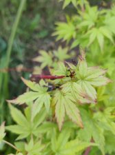 IMG_20220502_174319.jpg