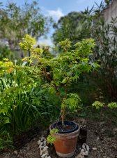 IMG_20220502_153718_Bokeh.jpg