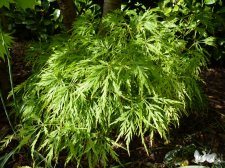 Flavescens May 10th 2022.JPG