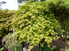 Autumn Gold May 10th 2022.JPG