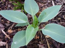 Hosta Halcyon May 11th 2022.JPG