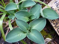 Hosta Mouse Ears May 11th 2022.JPG