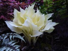 Hosta White Feather May 11th 2022.JPG