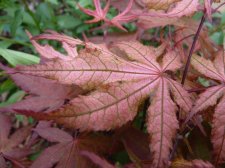 Reticulatum purple May 12th 2022.JPG