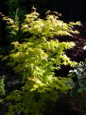 Summer Gold May 14th 2022.JPG