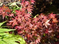 Wilsons Pink Dwarf May 14th 2022.JPG