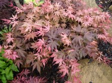 Twombleys Red Sentinel 16th May 2022.JPG