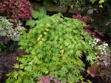 Westonbirt Spreading Star 18th May 2022.JPG
