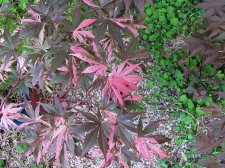 acerp-rainbow01_220519e.jpg