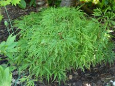 Flavescens May 20th 2022.JPG